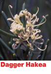 Dagger Hakea - Australian Bush Flower Relationship Essence 